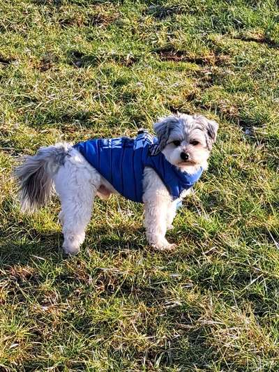 Vorurteile kleine Hunderassen-Beitrag-Bild