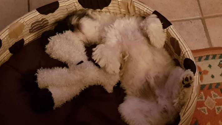 Zeigt mir die lustigsten Schlafpositionen eurer Fellnasen-Beitrag-Bild