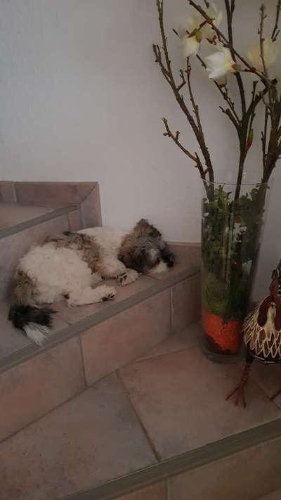 Zeigt mir die lustigsten Schlafpositionen eurer Fellnasen-Beitrag-Bild