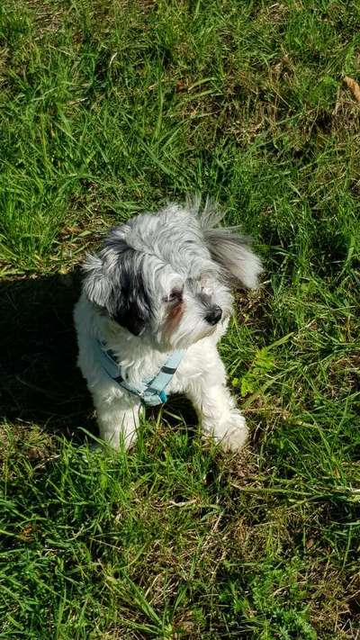 bolonka zwetna 😁-Beitrag-Bild