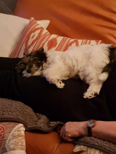 Zeigt mir die lustigsten Schlafpositionen eurer Fellnasen-Beitrag-Bild