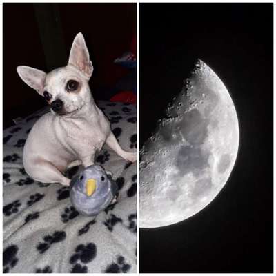 Wie heißt dein Hund?-Beitrag-Bild