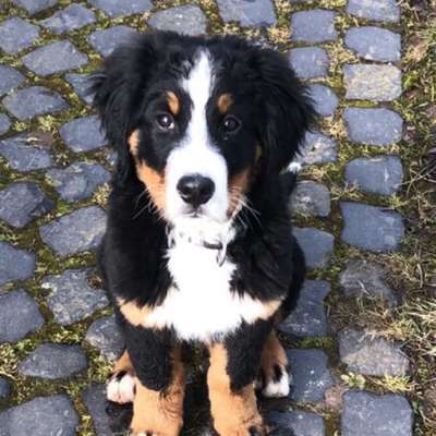 Hundetreffen-Welpentreffen-Profilbild