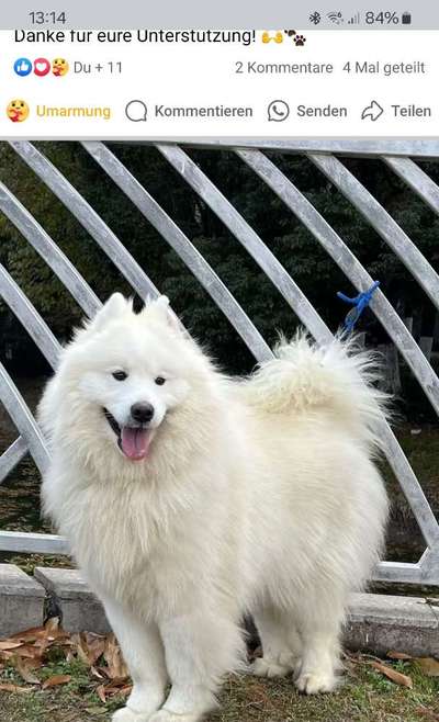 Samojede-Beitrag-Bild