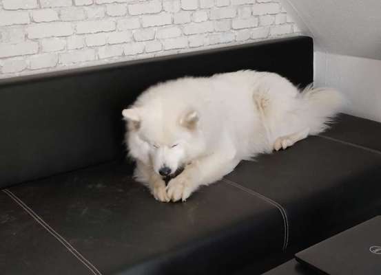 Samojede-Beitrag-Bild