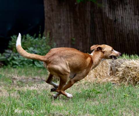 Hundetreffen-Windhund/Podenco- Treffen-Bild