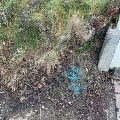 Giftköder-Gift?-Bild