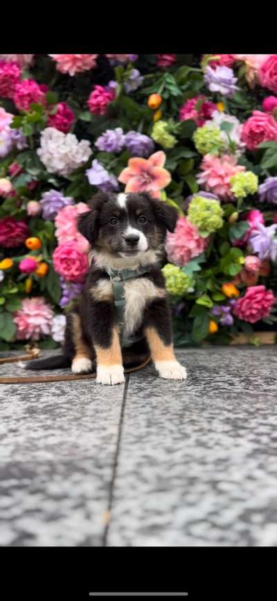Hundetreffen-Welpentreffen-Bild