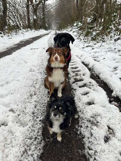 Hundetreffen-Silvester Spaziergang-Bild