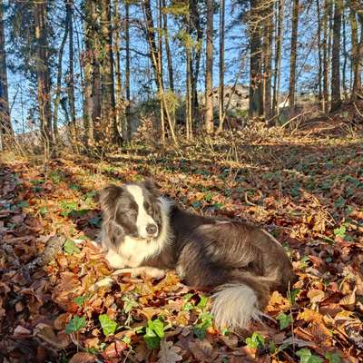Hundetreffen-Gemeinsame Spaziergänge-Bild