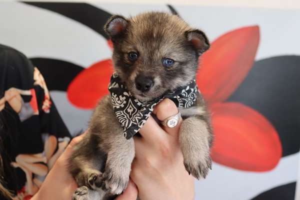 Welpen Bilder !-Beitrag-Bild