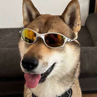 Hundetreffen-Suche Trainingspartner-Bild