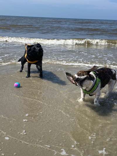 Dogorama-Monats-Challenge-Mai "Wasser"-Beitrag-Bild