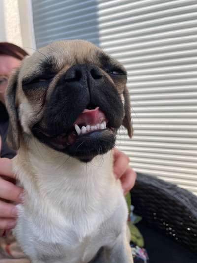 Fotochallenge Nr. 59 - Mein Hund zeigt die Zunge-Beitrag-Bild