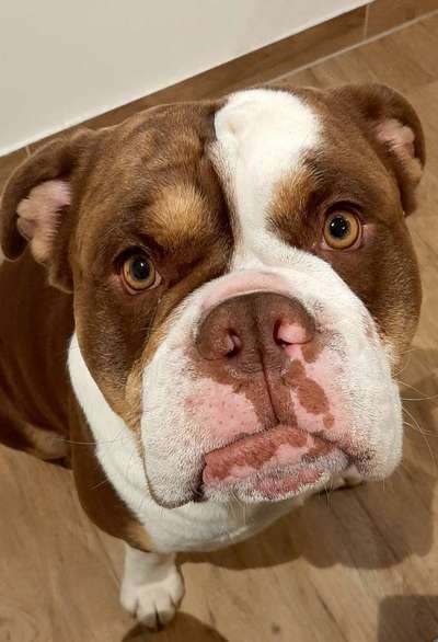 Hundetreffen-Spiel und Spaß-Bild