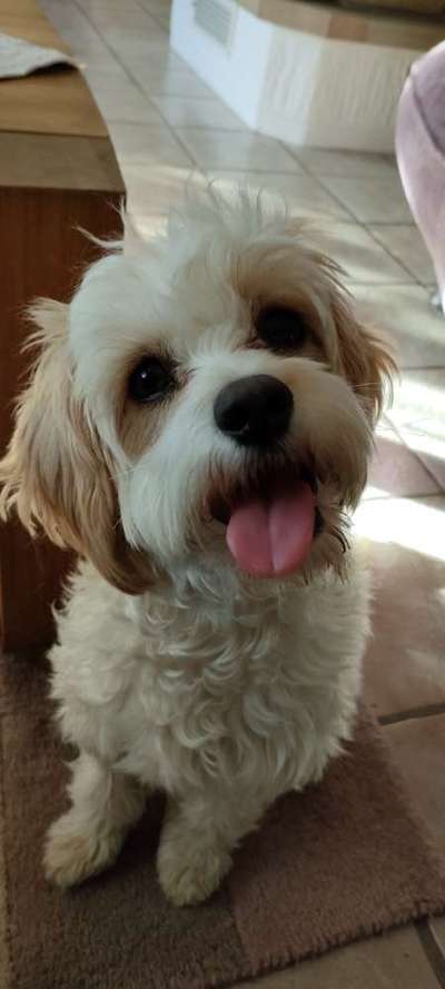 Wie kamst du zu deinem Hund?-Beitrag-Bild