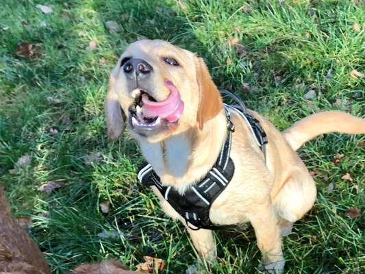 Dogorama Photo Challenge - Hundeblick zum hinschmelzen-Beitrag-Bild