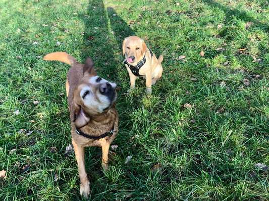 Dogorama Photo Challenge - Hundeblick zum hinschmelzen-Beitrag-Bild