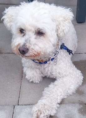 TierschutzhundeStammtisch🐕-Beitrag-Bild