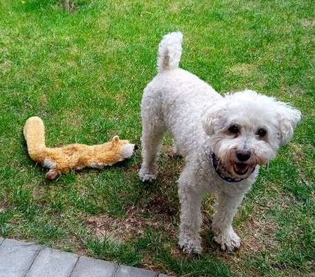 Mischlingshunde Foto Aufruf-Beitrag-Bild