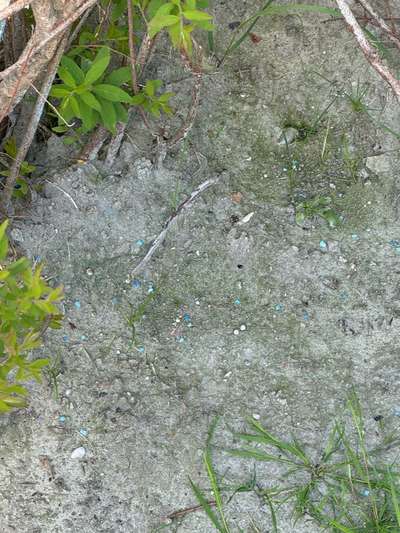 Giftköder-Blaukorn-Bild