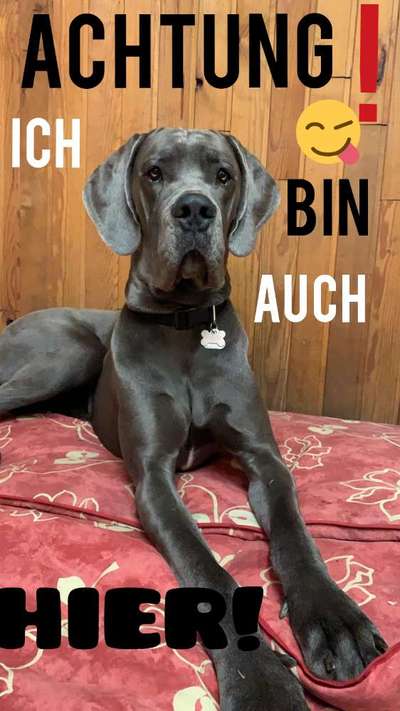 Deutsche Dogge-Beitrag-Bild