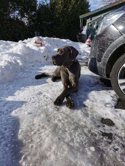 Deutsche Dogge-Beitrag-Bild