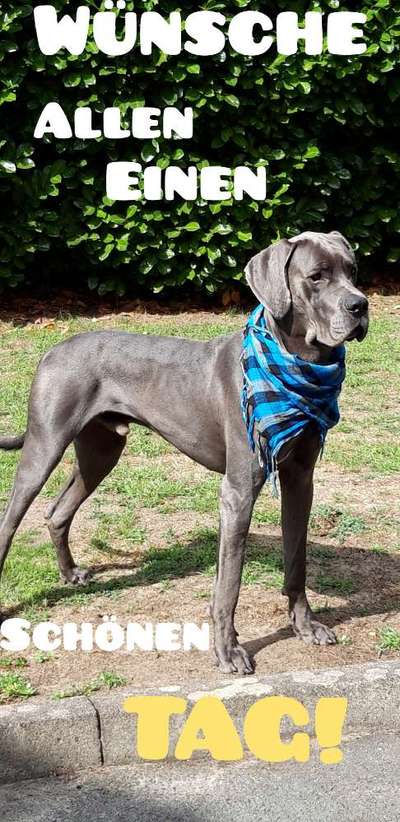 Deutsche Dogge-Beitrag-Bild