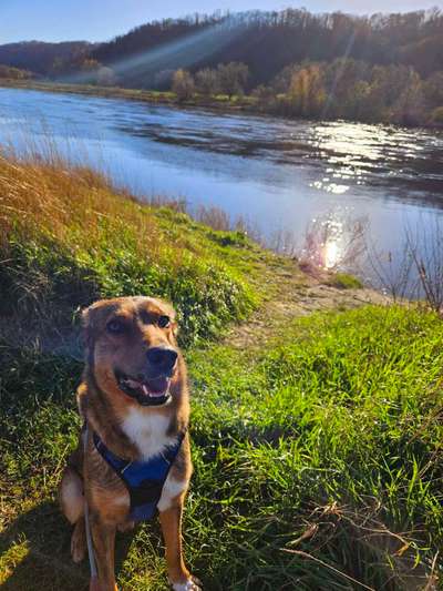 Hundetreffen-Spielen oder Gassirunde-Bild