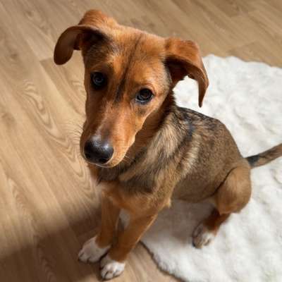 Hundetreffen-Zusammen Gassi gehen-Bild