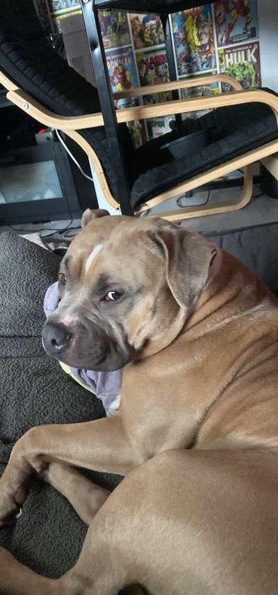 grumpy dog 😅-Beitrag-Bild