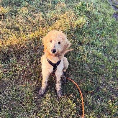 Hundetreffen-Junghunde Spielpartner Gesucht 🙋🏼‍♀️🐕-Bild
