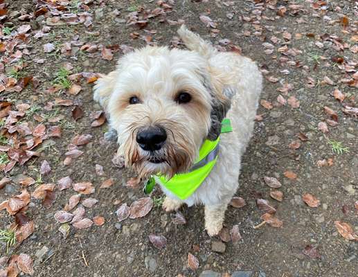 Fotochallenge Nr. 56 - geliebte Senioren-Beitrag-Bild