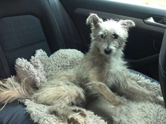 Podencomischling oder Podenco-Beitrag-Bild