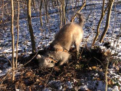 Podencomischling oder Podenco-Beitrag-Bild