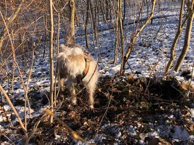 Podencomischling oder Podenco-Beitrag-Bild