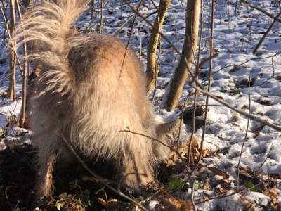 Podencomischling oder Podenco-Beitrag-Bild