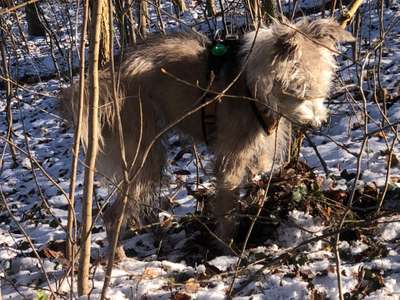 Podencomischling oder Podenco-Beitrag-Bild
