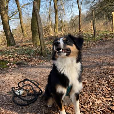 Hundetreffen-Suchen Spielpartner für unseren Wildfang-Bild