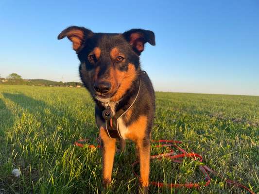 Hundetreffen-Freundin gesucht-Bild