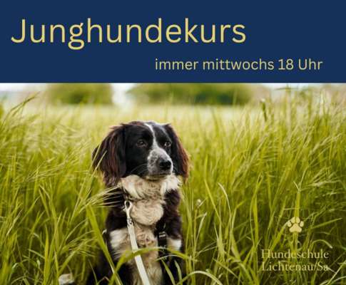 Giftköder-Junghundekurs-Bild