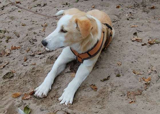 Welpen Bilder !-Beitrag-Bild