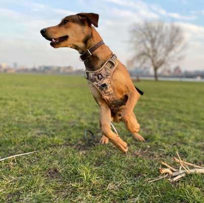 Mischlingshunde Foto Aufruf-Beitrag-Bild
