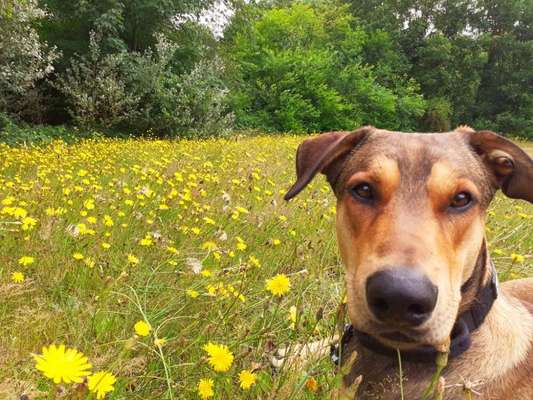 Die Dogorama Kalender Challenge Teil 3/4-Beitrag-Bild