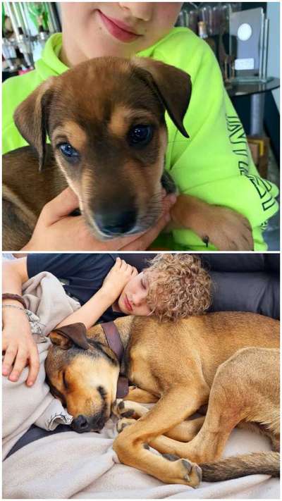 Welpen Bilder !-Beitrag-Bild