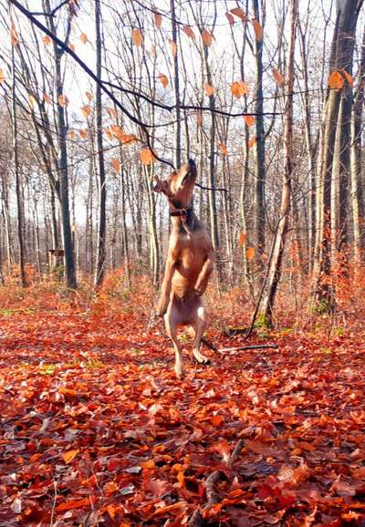 Die Dogorama Kalender Challenge Teil 1/4-Beitrag-Bild