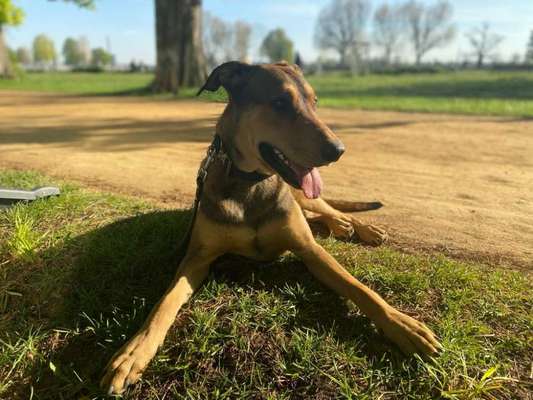 Die Dogorama Kalender Challenge Teil 3/4-Beitrag-Bild