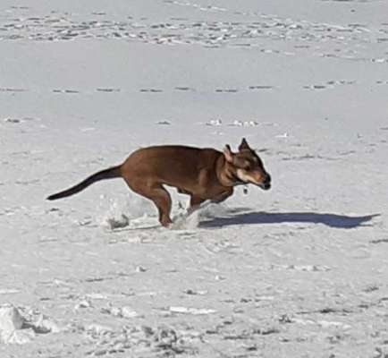 Die Dogorama Kalender Challenge Teil 2/4-Beitrag-Bild