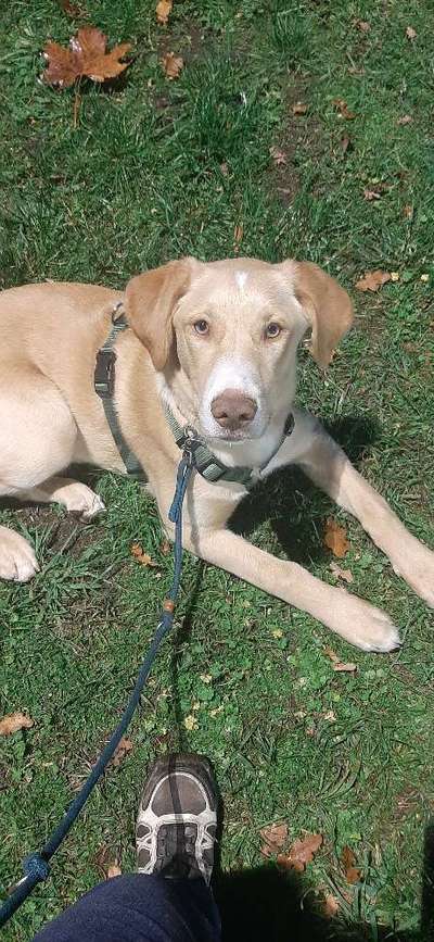 eure Spitznamen für die Vierbeiner-Beitrag-Bild