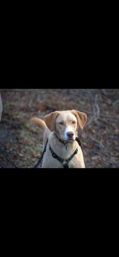 Dogorama Photo Challenge - Portrait-Beitrag-Bild